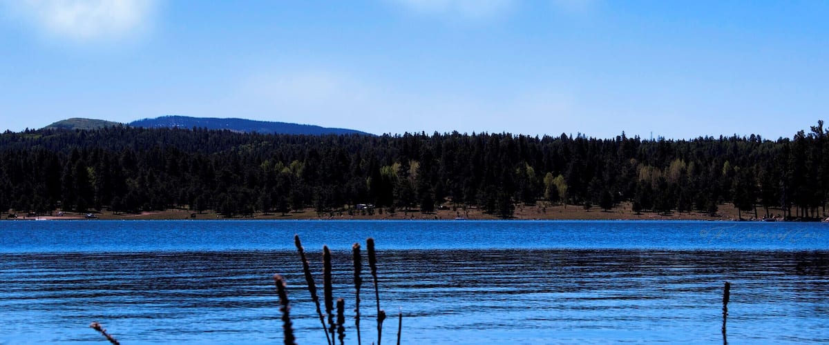 A calm lake with reeds in the foreground and a forested hill in the background.