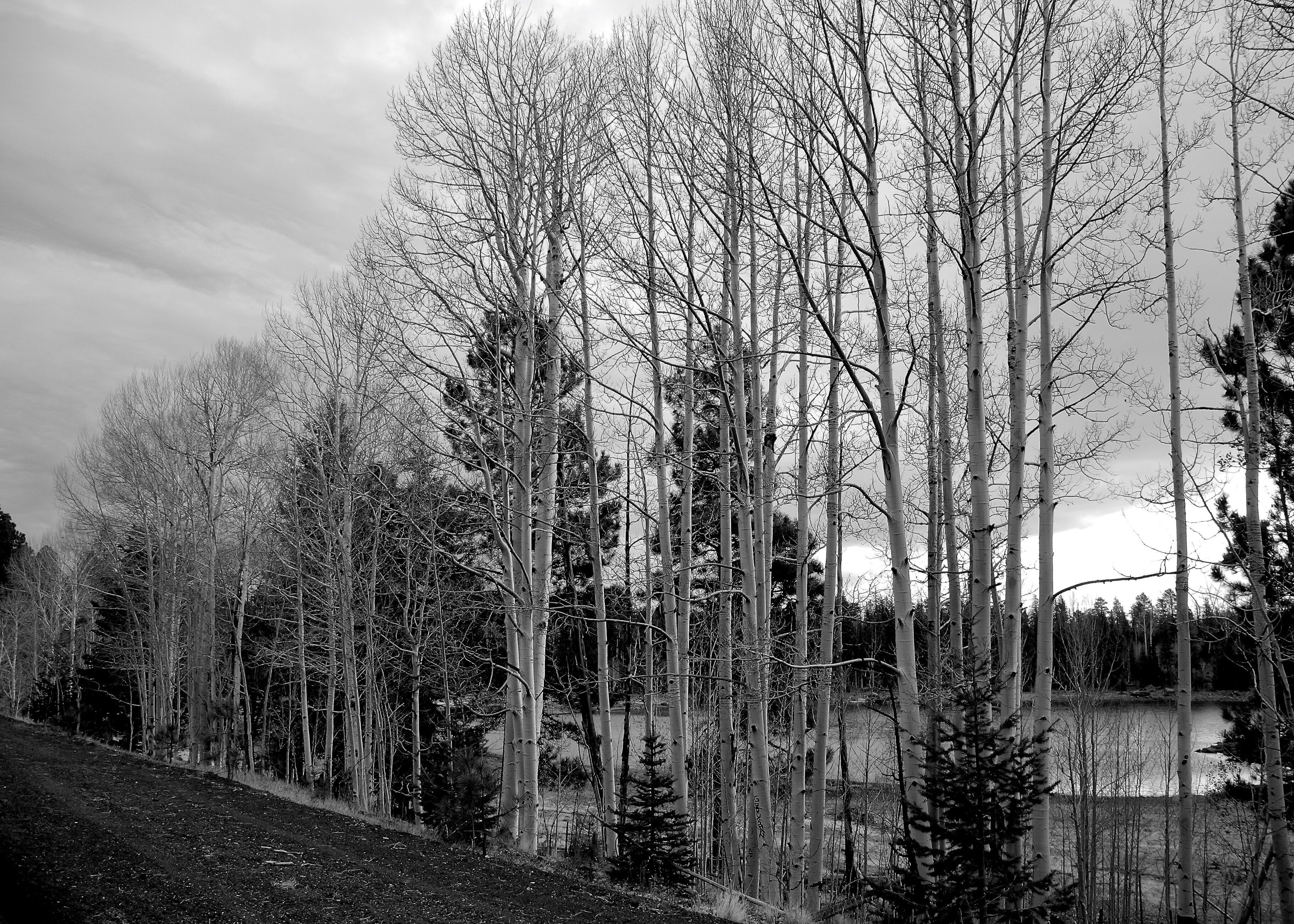 November along the White Mountain Scenic Drive traverses the forests surrounding Arizona’s largest mountain range, the White Mountains.

#GreatOutdoors #OnTheRoad #Nature