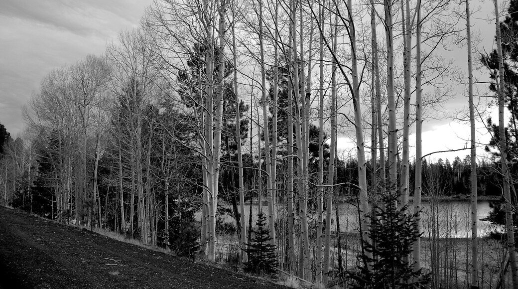 November along the White Mountain Scenic Drive traverses the forests surrounding Arizona’s largest mountain range, the White Mountains.
#GreatOutdoors #OnTheRoad #Nature