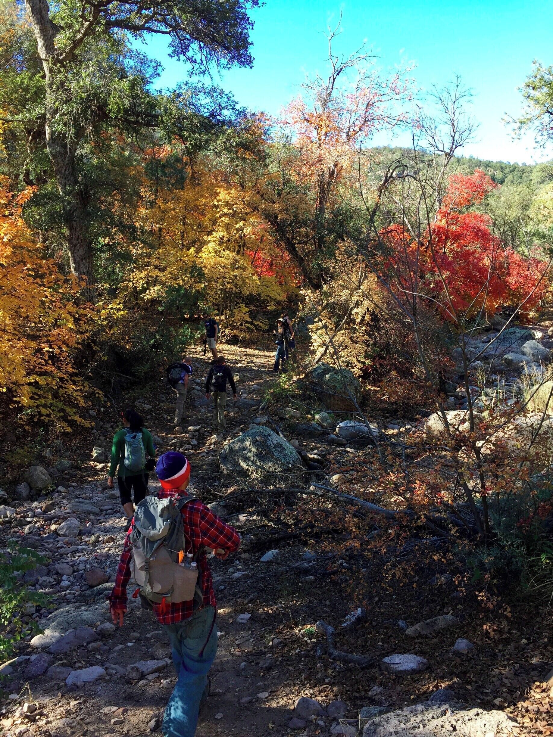 Beautiful fall foliage along Ash Creek in Coronado National Forest. #Bestof5