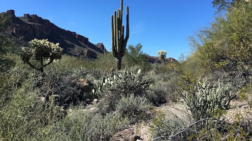 Population: 6!
Love the Saguaro and other cacti. Landscape so different from where are from!
(January 2016)