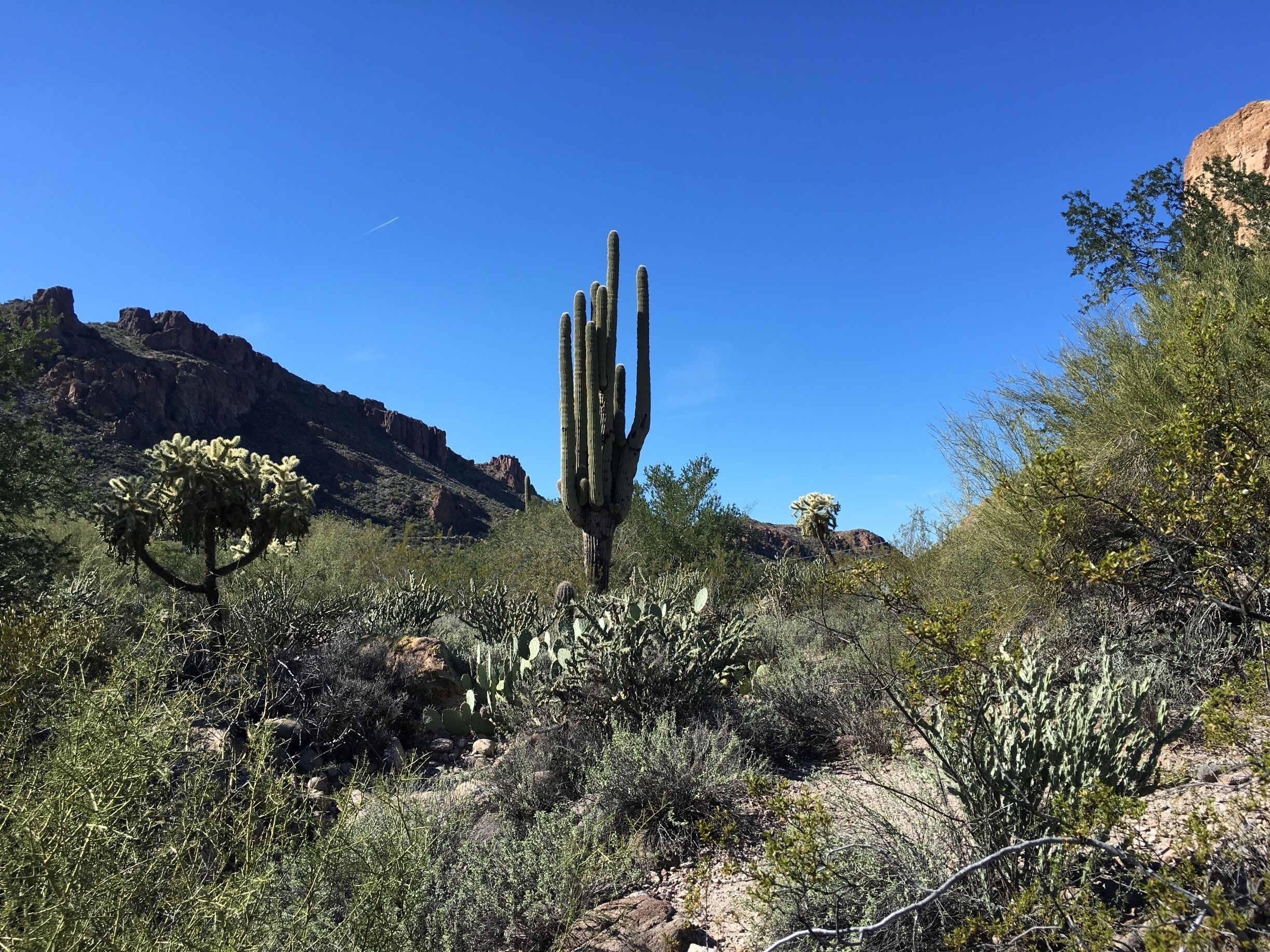 A desert landscape with a prominent cactus in the foreground, rocky mountains in the background, and sparse vegetation.
