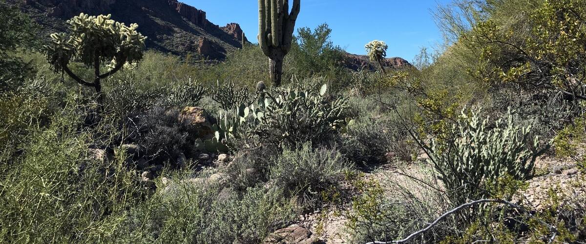 A desert landscape with a prominent cactus in the foreground, rocky mountains in the background, and sparse vegetation.