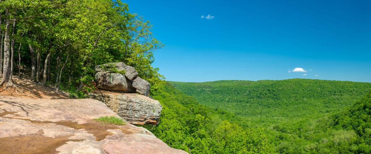 A forested valley with a clear sky and a distant mountain peak.