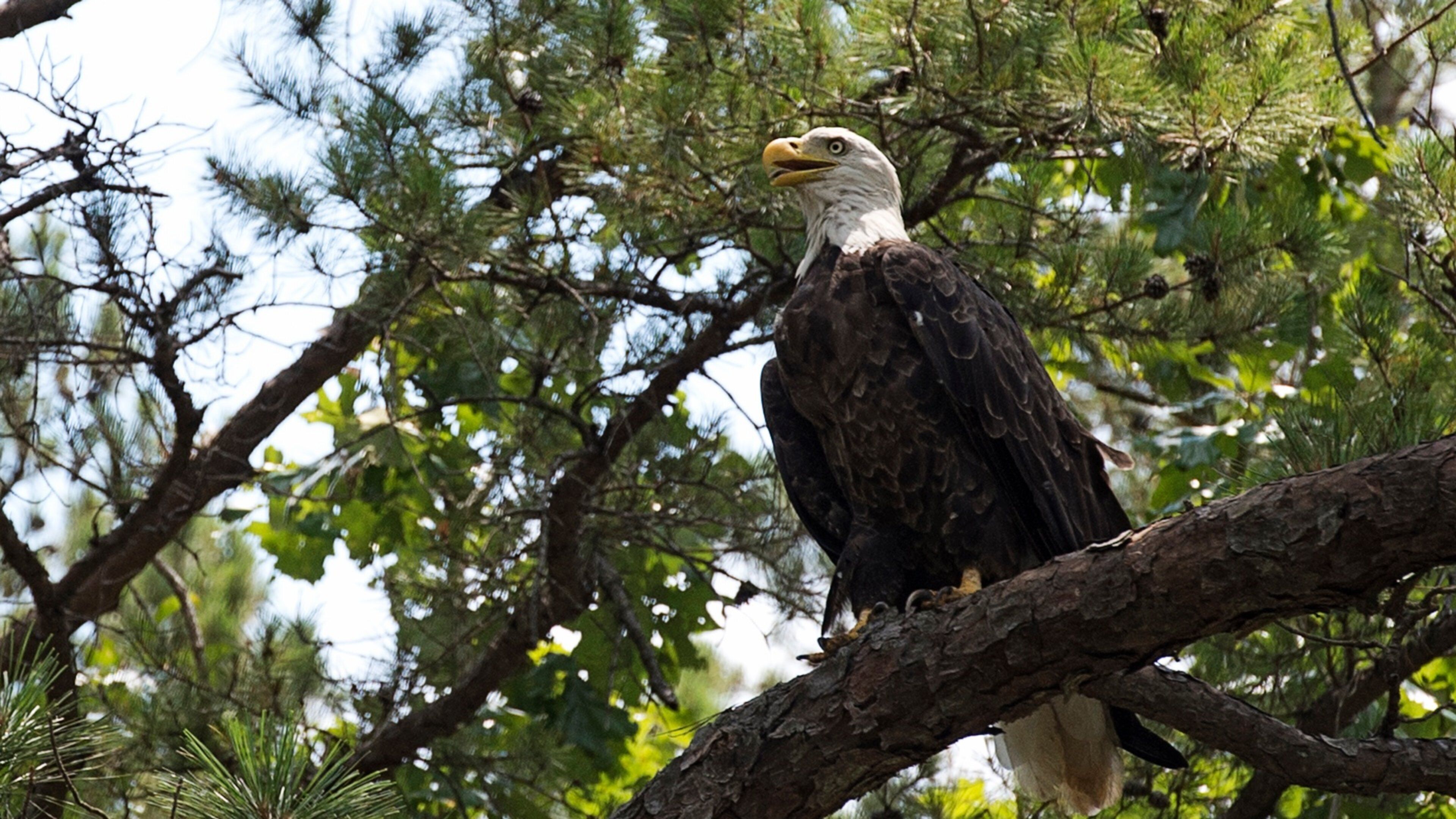 Bismarck mostrando aves