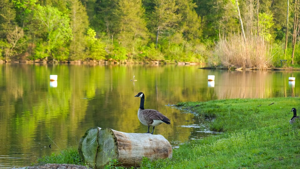 A lake with ducks, a log, and a forest in the background.