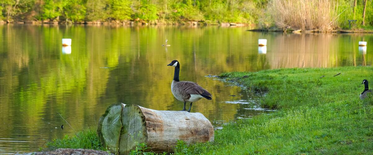 A lake with ducks, a log, and a forest in the background.