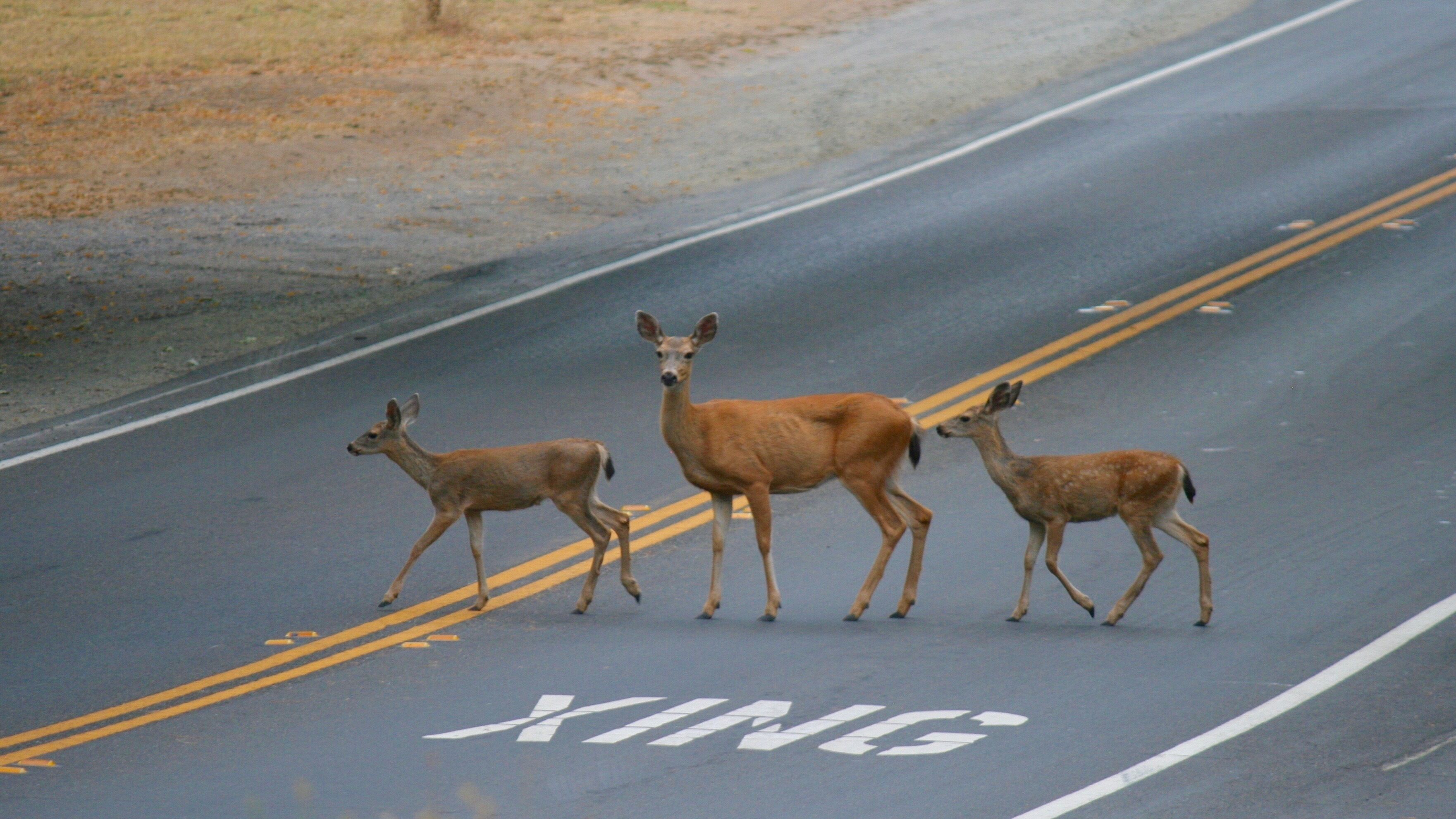 While driving along Highway 49 in the Sierra Nevada foothills (Gold Country), Lynn and I came across these deer crossing the highway. They stayed around for awhile for some extra photos. Highway 49 is a 300 mile highway that travels the foothills connecting the Gold cities of the 1800's. This winding highway is a great road trip.
#OnTheRoad