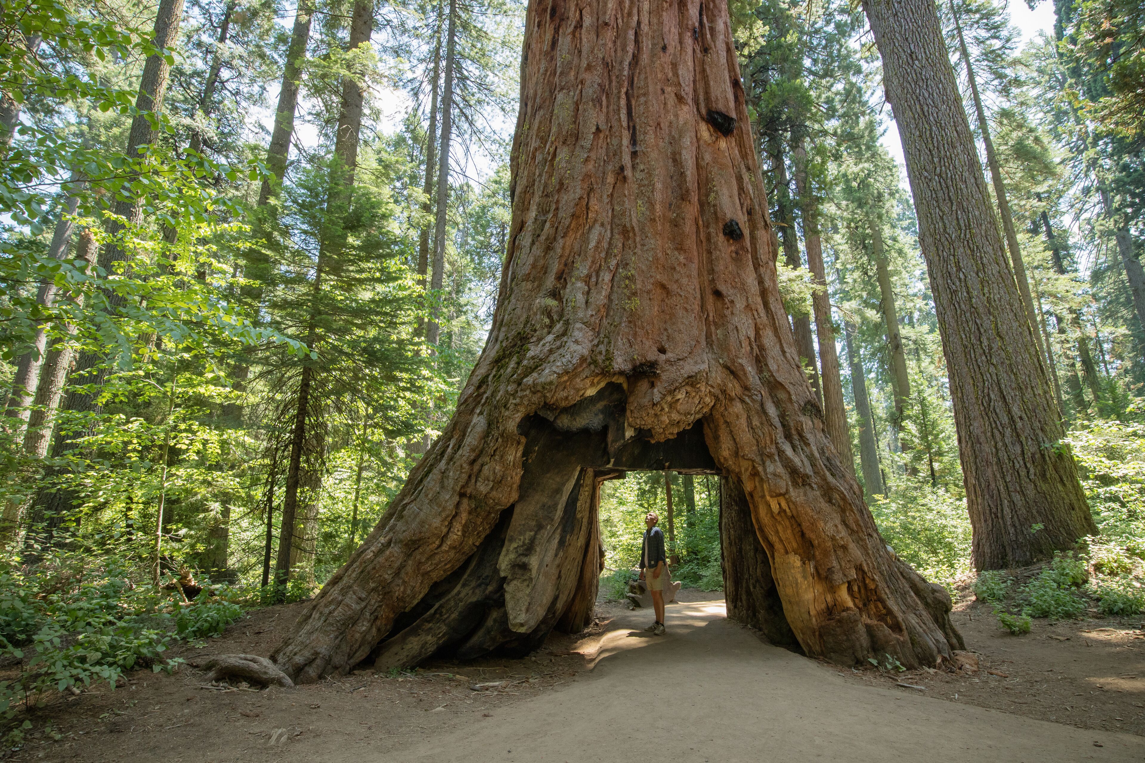 Huge Redwood trees at Calaveras National State Park, California, United States