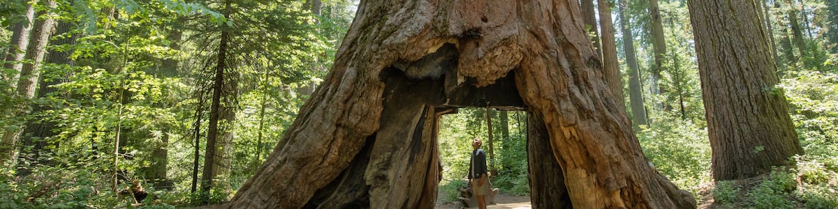 Huge Redwood trees at Calaveras National State Park, California, United States