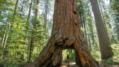 Huge Redwood trees at Calaveras National State Park, California, United States
