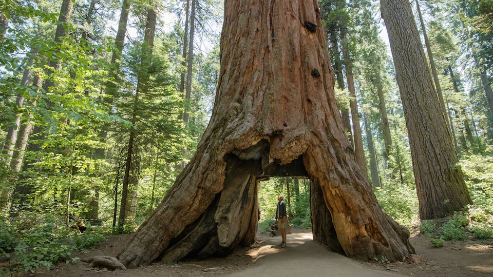 A large tree with a hollow in the forest.