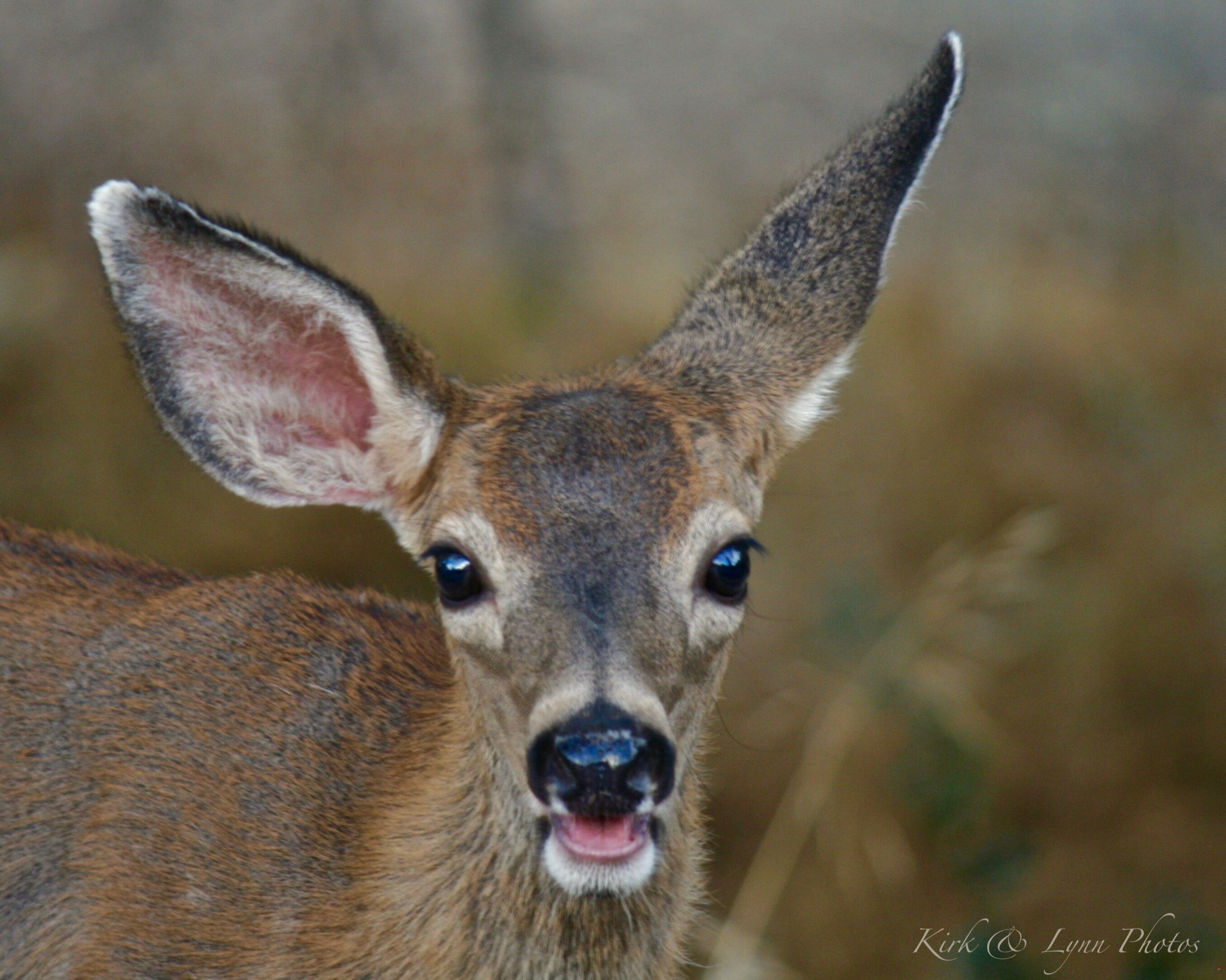 We found this deer with 2 siblings on our drive along the Gold highway 49 in California near Angels Camp. Taking time to photograph, this one stayed around to pose for us.

Highway 49 connects most California gold rush towns running North and South along the foothills of the Sierra Nevada Mountains. Each town has its own personality and retaining some of the Old West appearance from the Gold Rush days.
#GreatOutdoors
#Nature