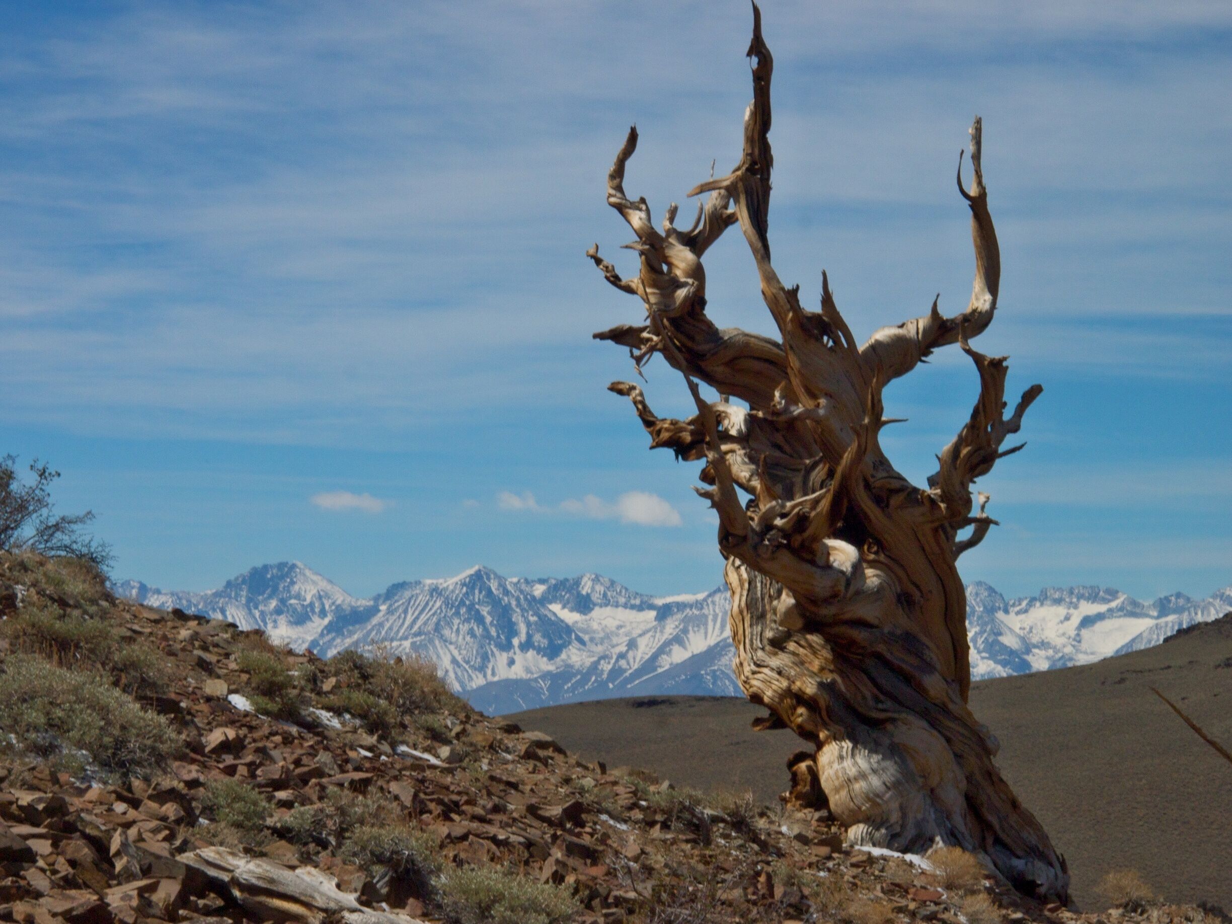This forest sits more than 10,000 feet above the town of Bishop. It's well worth the drive up a long winding road, both for the phenomenal views of the Sierras (be sure to go in the morning for the best light) and to see these trees.  Some of them are more than 4,000 years old, making them the oldest trees on the planet.