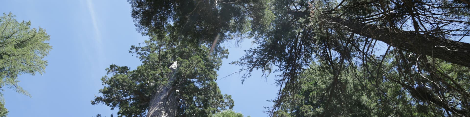 in USA inside sequoia national park