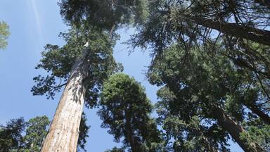 in USA inside sequoia national park