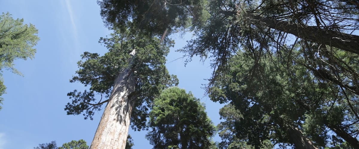 A tall tree with a clear sky in the background.