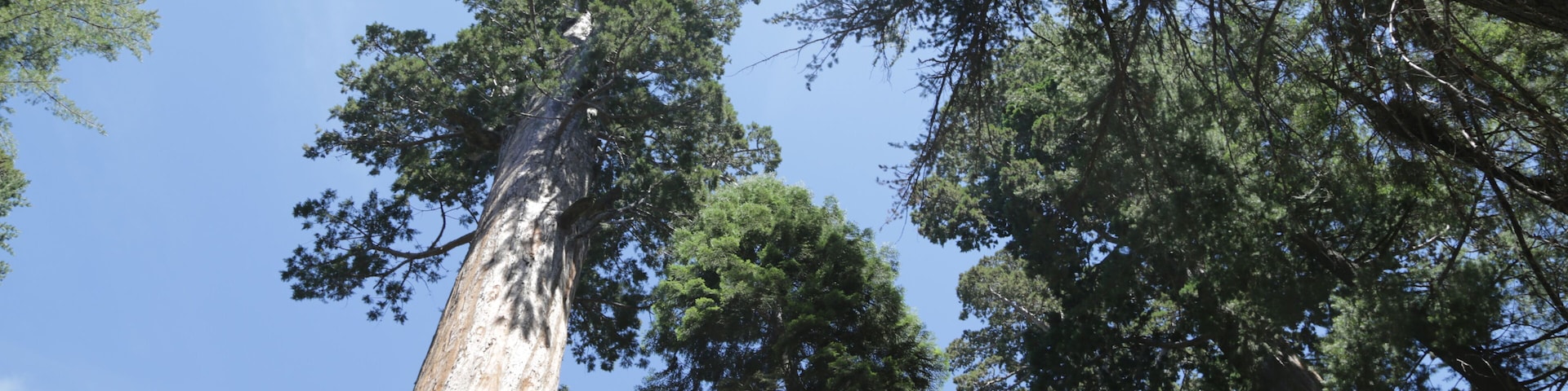 A tall tree with a clear sky in the background.