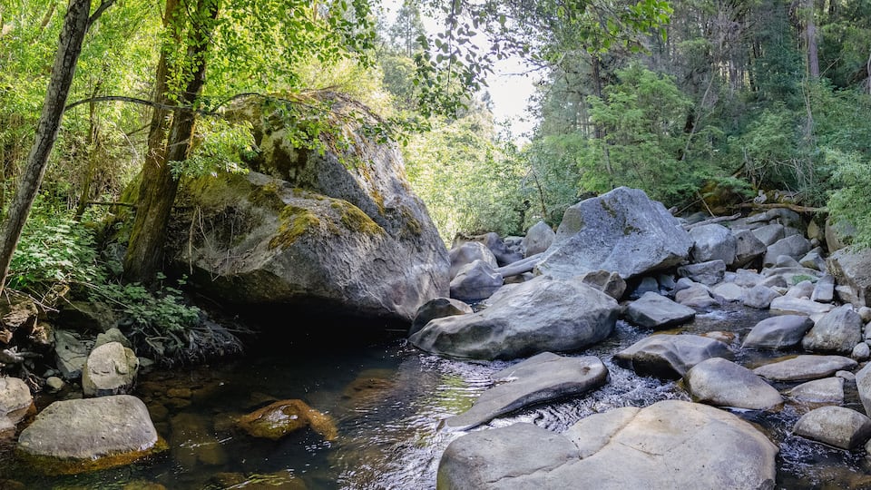 A rocky stream surrounded by dense forest.