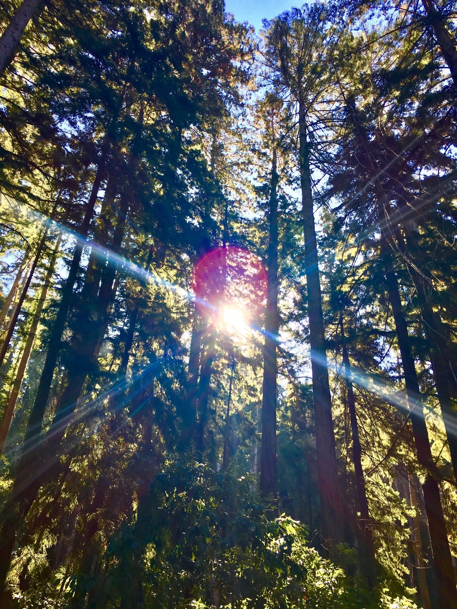 Awesome view , tall woods and perfect view of different falls. 
😍😍😍