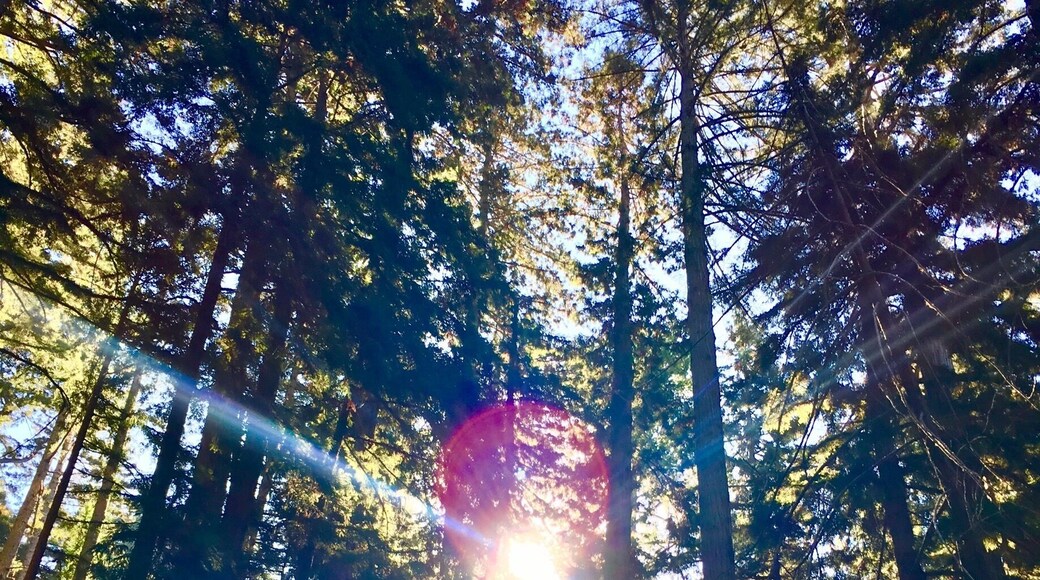 Awesome view , tall woods and perfect view of different falls.
😍😍😍