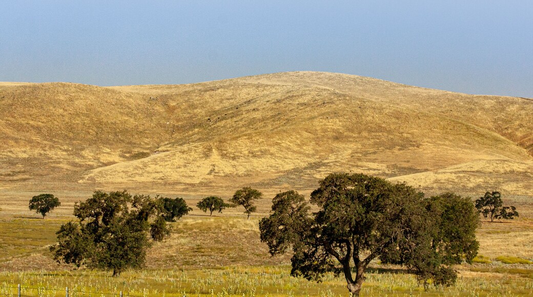 Rolling hills and Sky Contrast. Trees are not Alone.