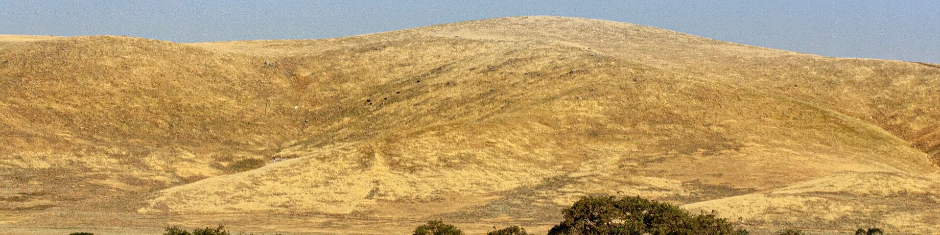 Uma savana seca com árvores esparsas e uma colina ao fundo.