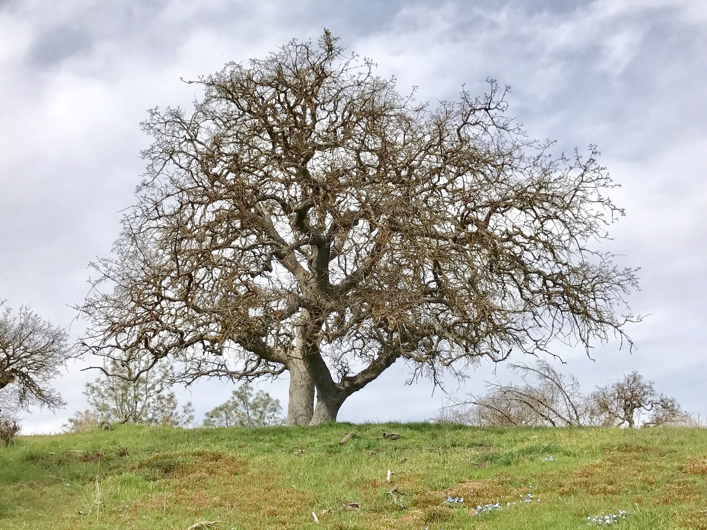 Oak tree on the road from Isabella to Caliente