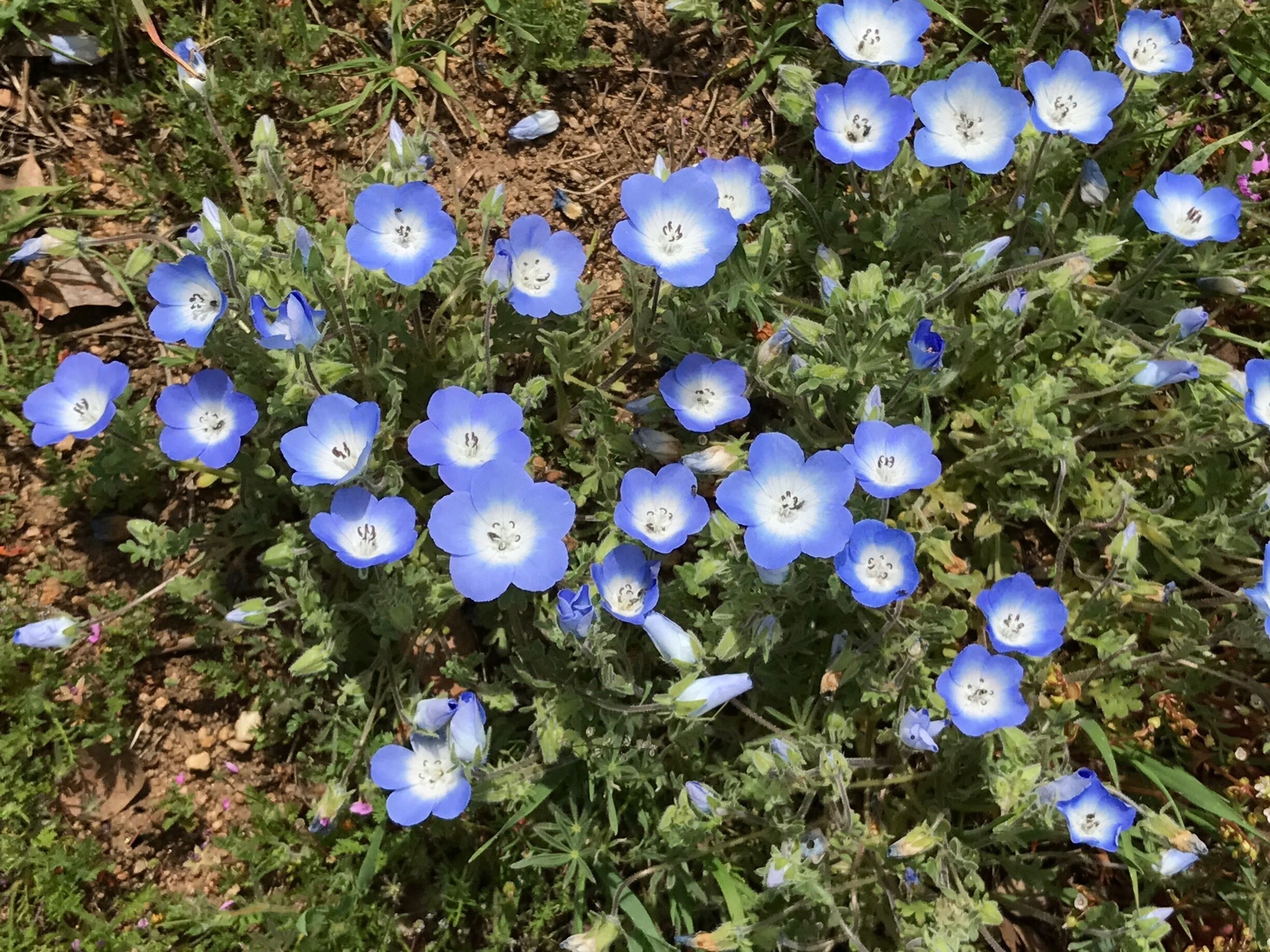 On the road from Isabella to Caliente