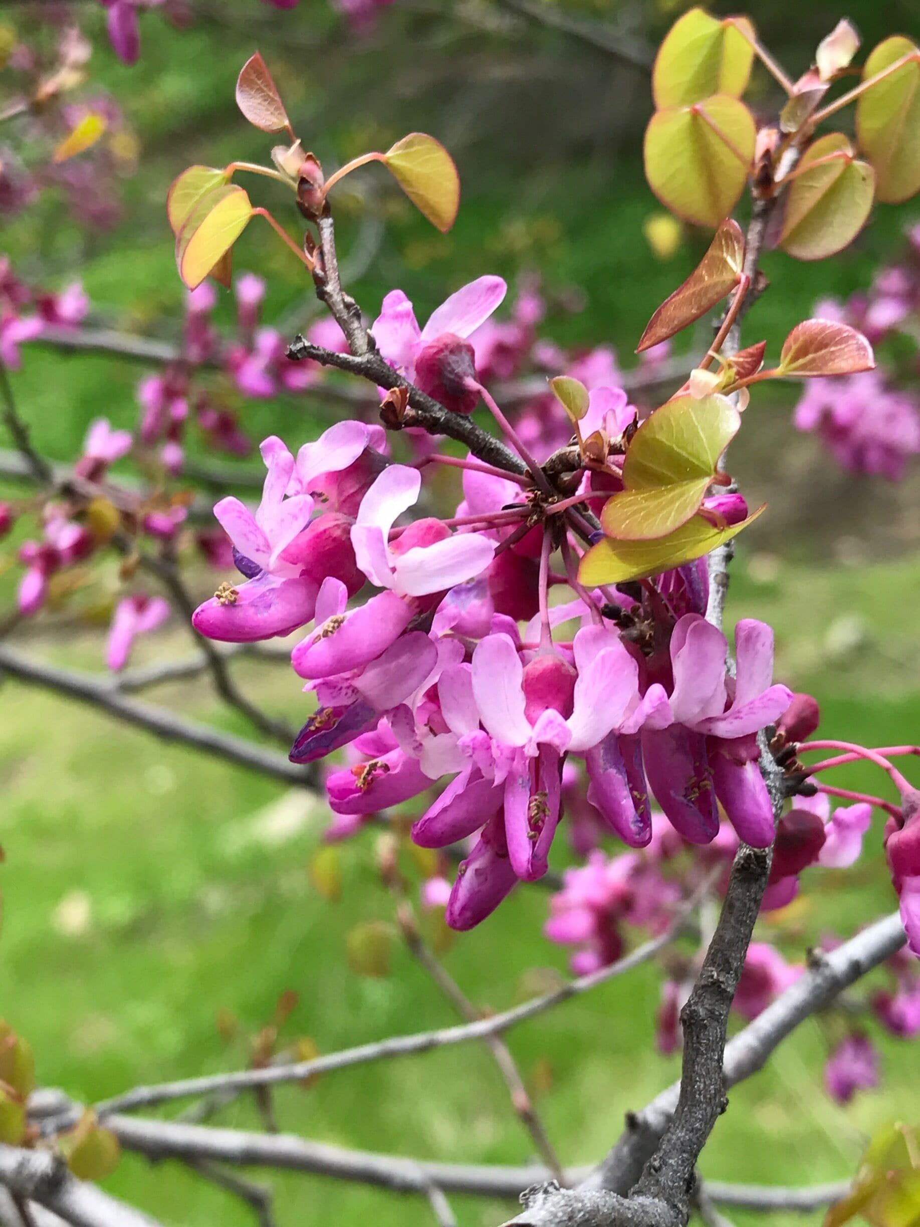On the road from Isabella to Caliente
