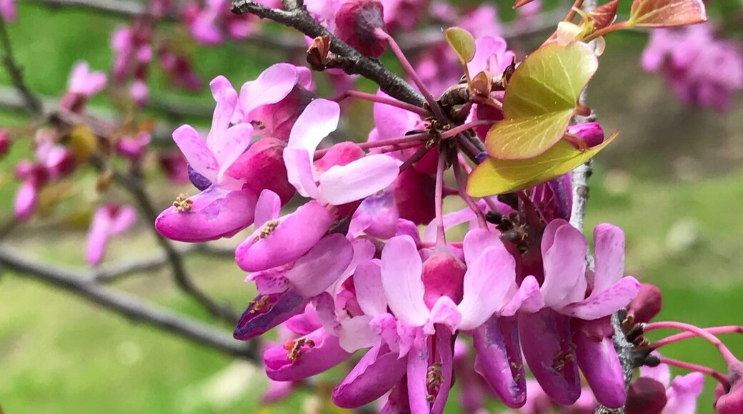 On the road from Isabella to Caliente