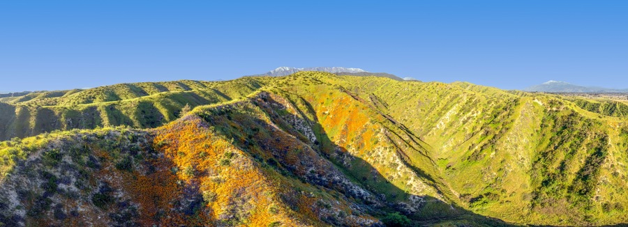 Poppies and lupine windflowers on hills
