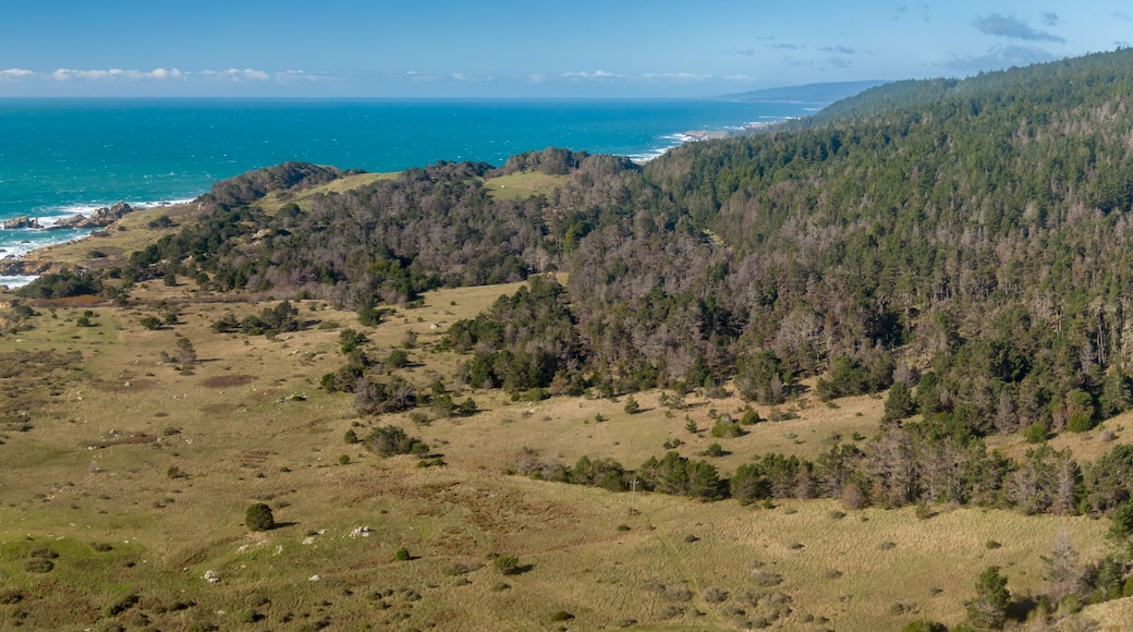 Forest and rough coasline in the north. Cazadero, California, United States of America.