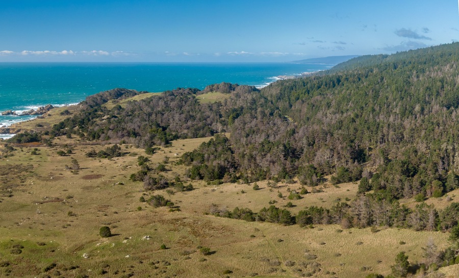 Forest and rough coasline in the north. Cazadero, California, United States of America.