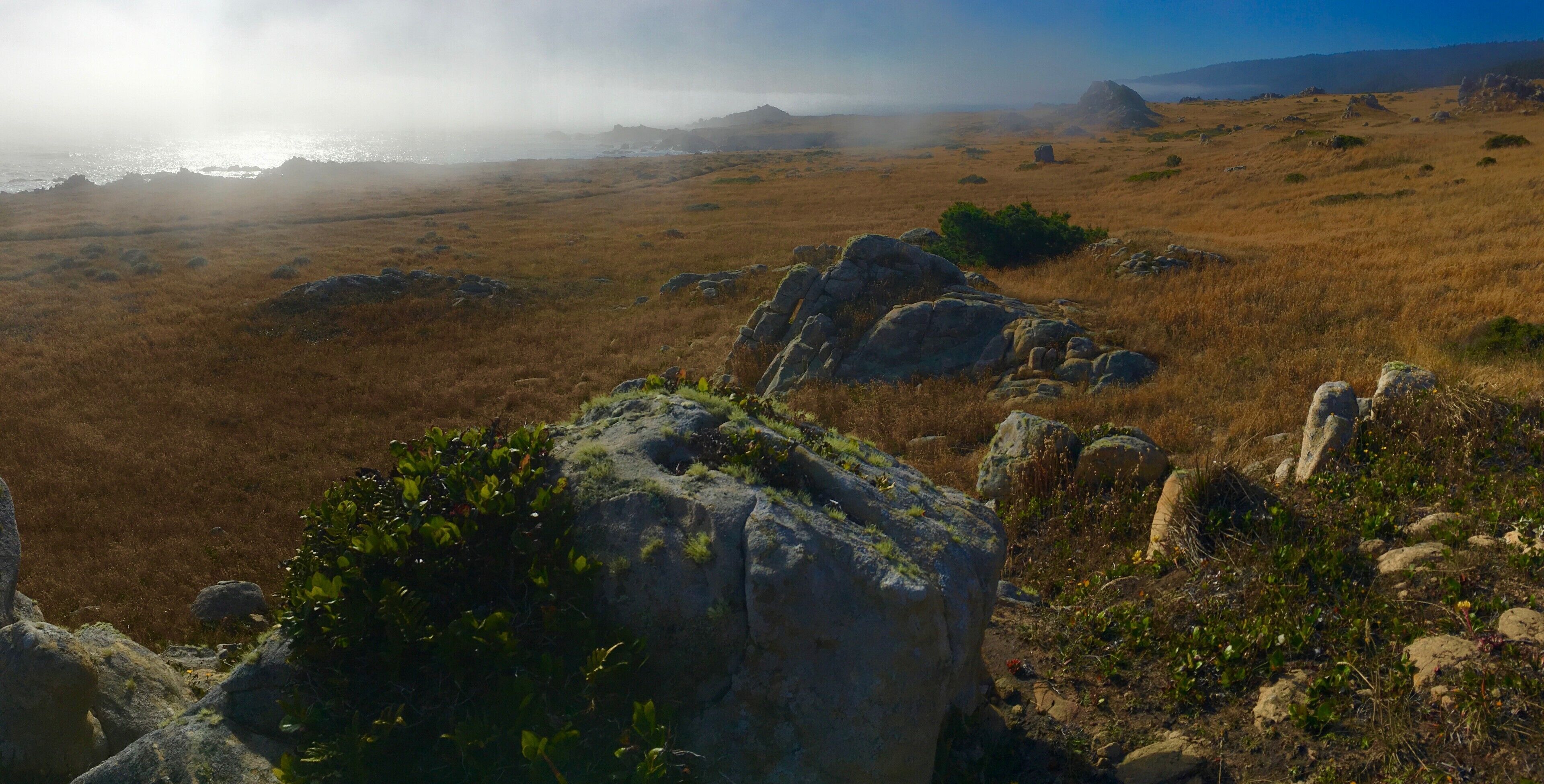 The Mists blowing over the grasses late in the day at Salt Point State Park 