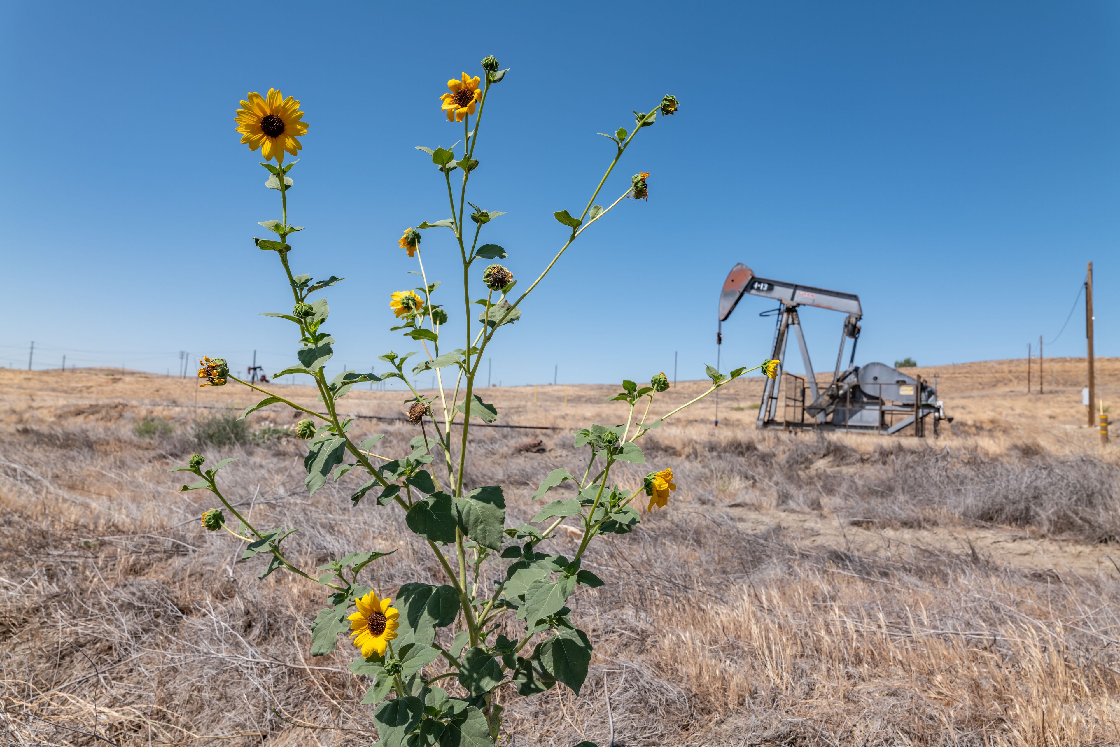 The Coalinga Oil Field is a large oil field in western Fresno County, California. Diablo Range. The common sunflower (Helianthus annuus) is large annual forb of the daisy family Asteraceae.