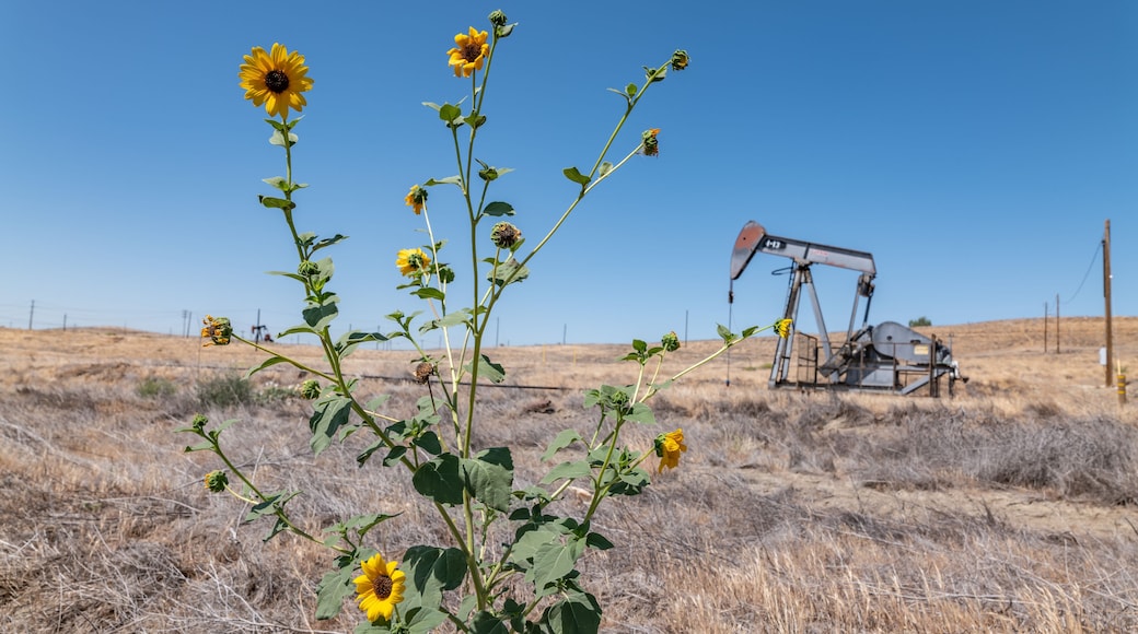 The Coalinga Oil Field is a large oil field in western Fresno County, California. Diablo Range. The common sunflower (Helianthus annuus) is large annual forb of the daisy family Asteraceae.
