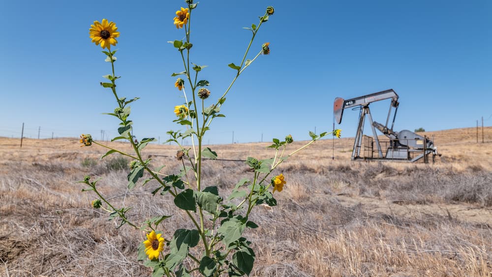 The Coalinga Oil Field is a large oil field in western Fresno County, California. Diablo Range. The common sunflower (Helianthus annuus) is large annual forb of the daisy family Asteraceae.