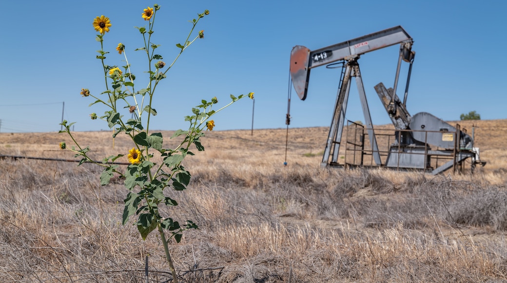 The Coalinga Oil Field is a large oil field in western Fresno County, California. Diablo Range. The common sunflower (Helianthus annuus) is large annual forb of the daisy family Asteraceae.