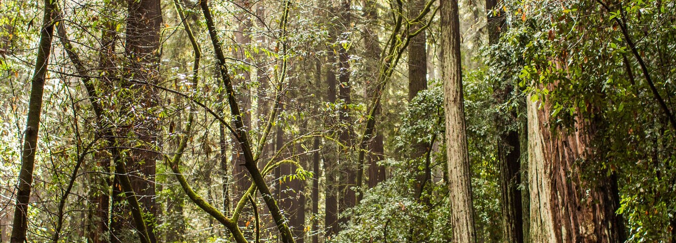 Trilha numa floresta com cerca de madeira, árvores altas e uma pessoa caminhando com uma criança.