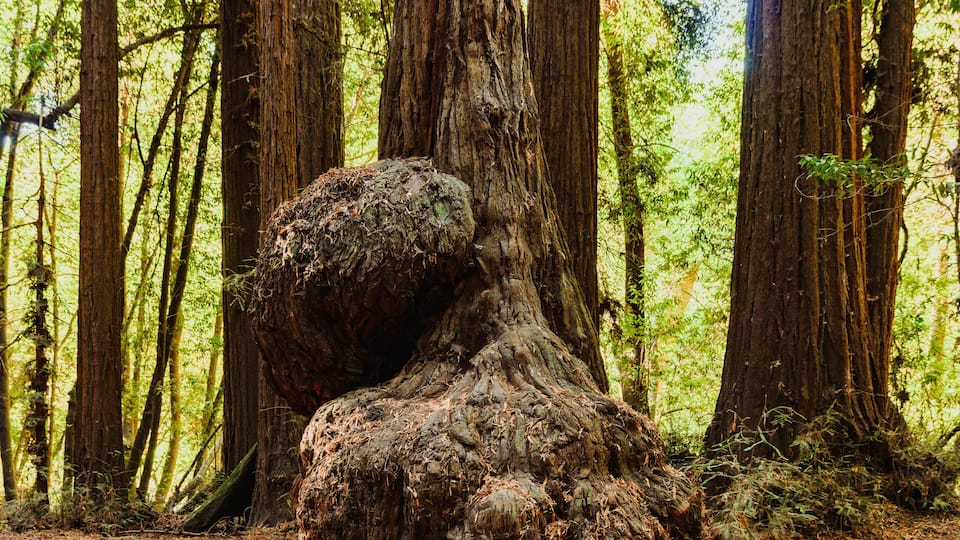 A large tree with a thick, textured trunk and a moss-covered base in a forest.