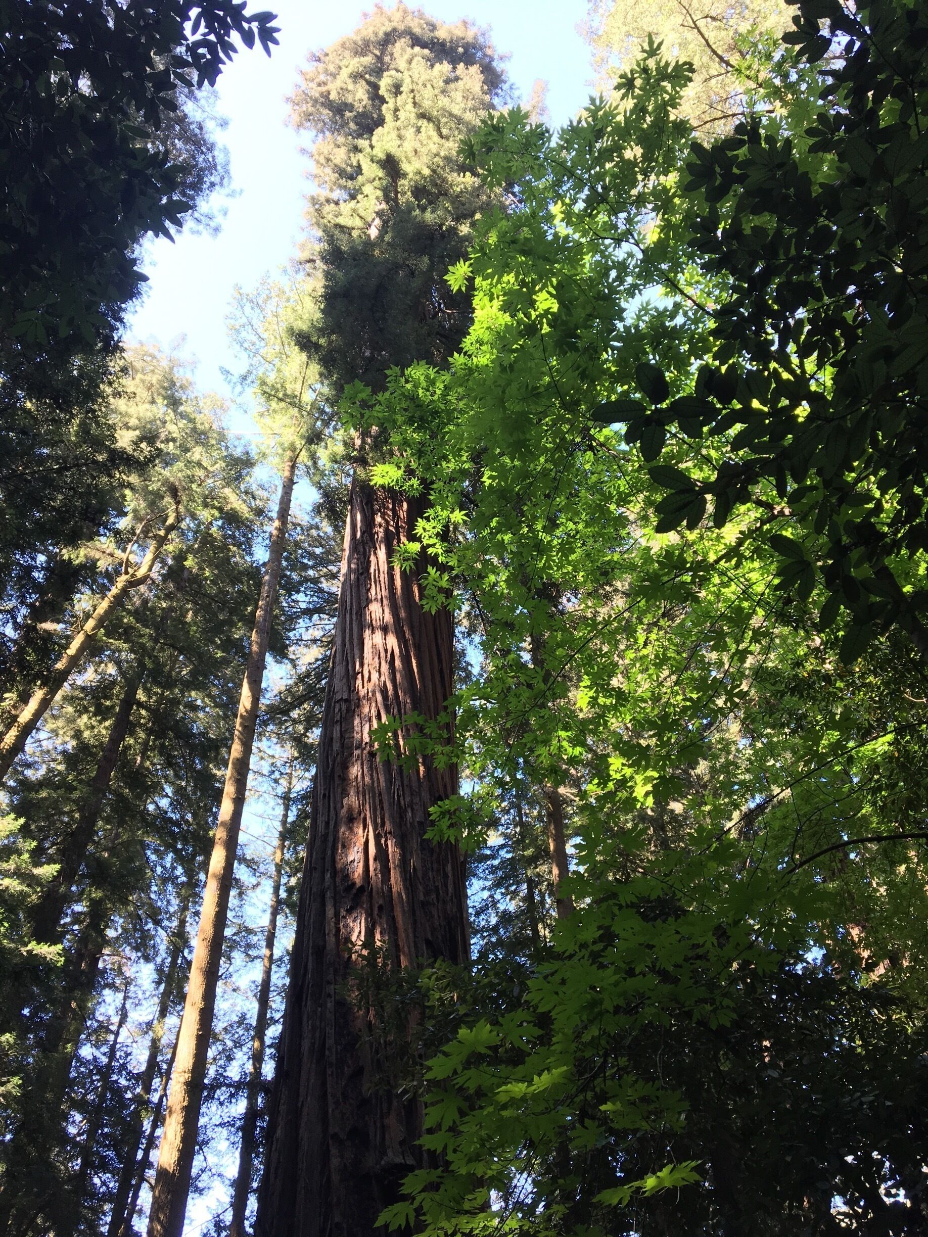 Redwoods. 