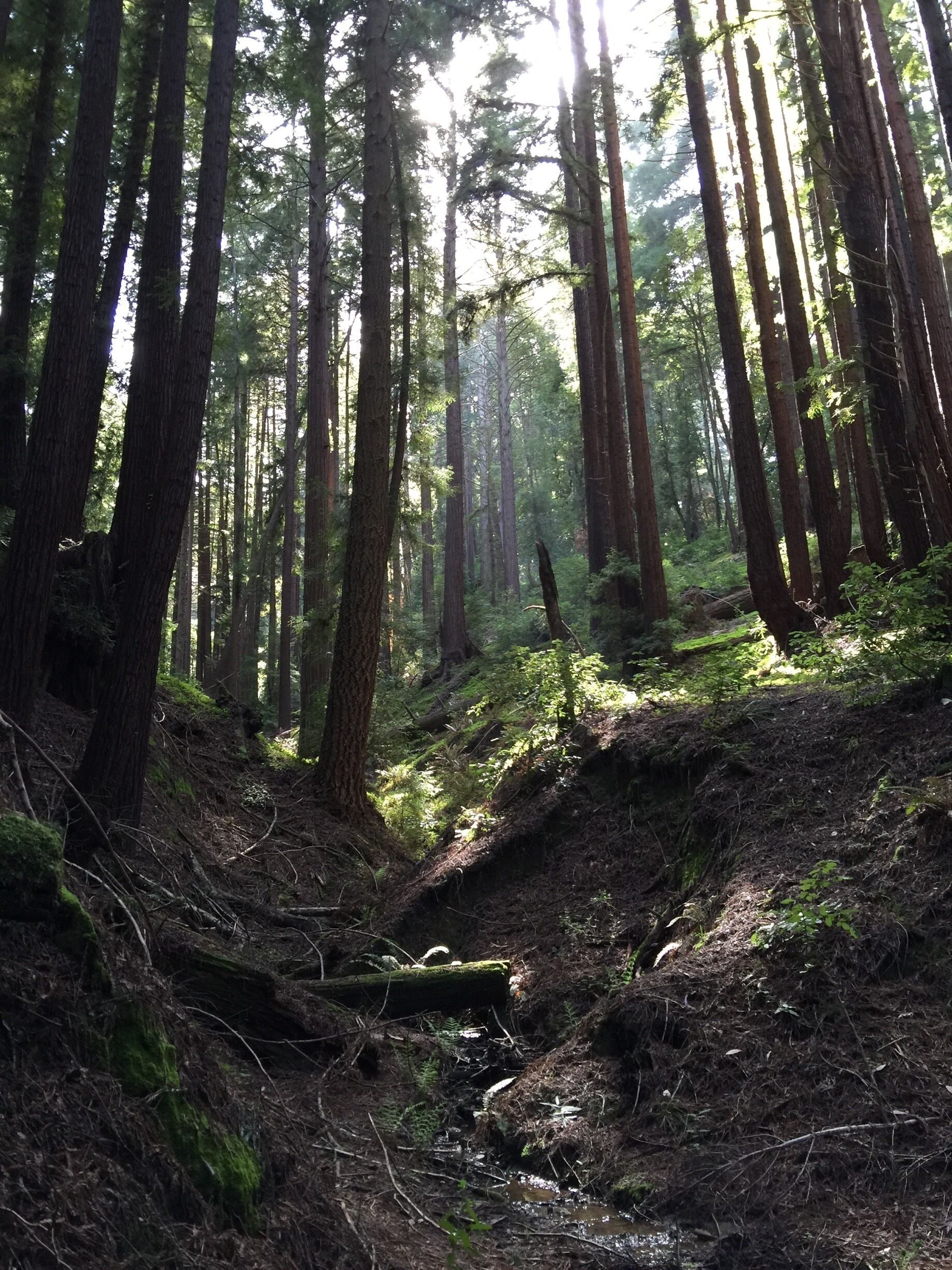Spectacular trails here and a magnificent redwood grove. 