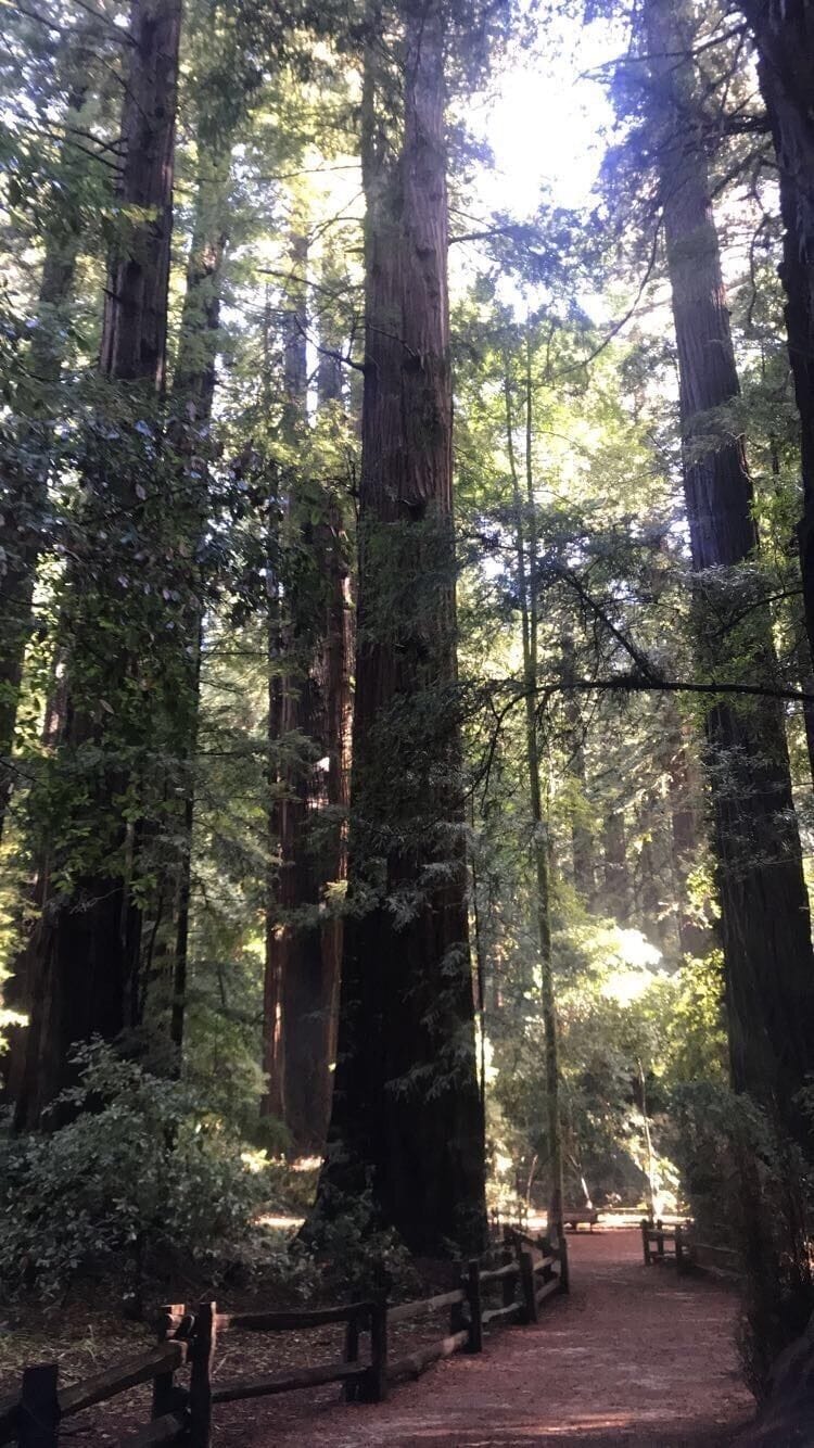 A forest with tall trees and a dirt path.