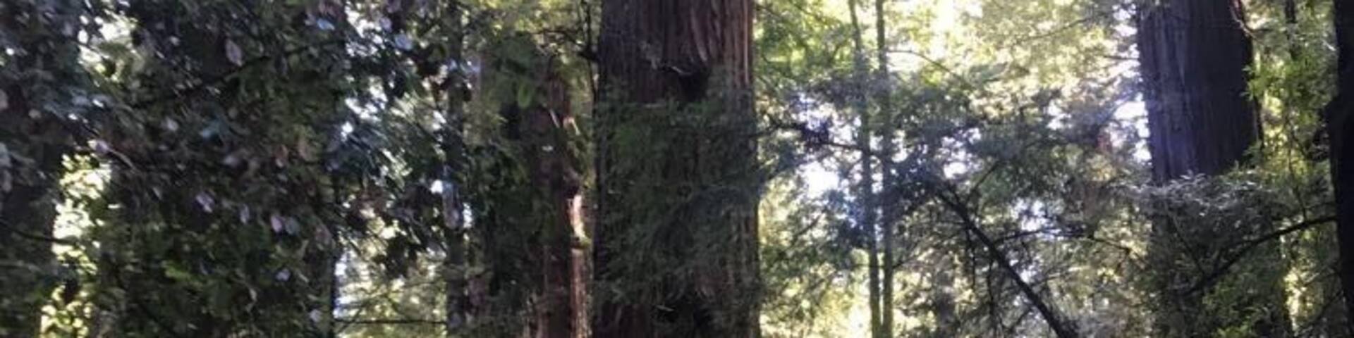 Un bosque con árboles altos y un sendero de tierra.