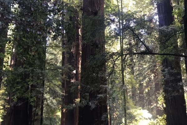 Une forêt avec de grands arbres et un sentier de terre.