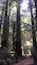 Un bosque con árboles altos y un sendero de tierra.