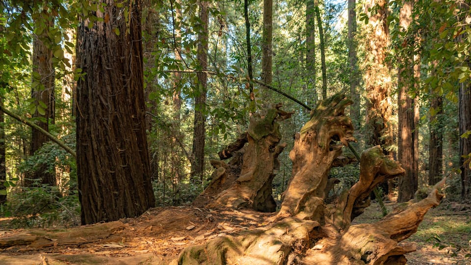 A forest with a large fallen tree trunk.