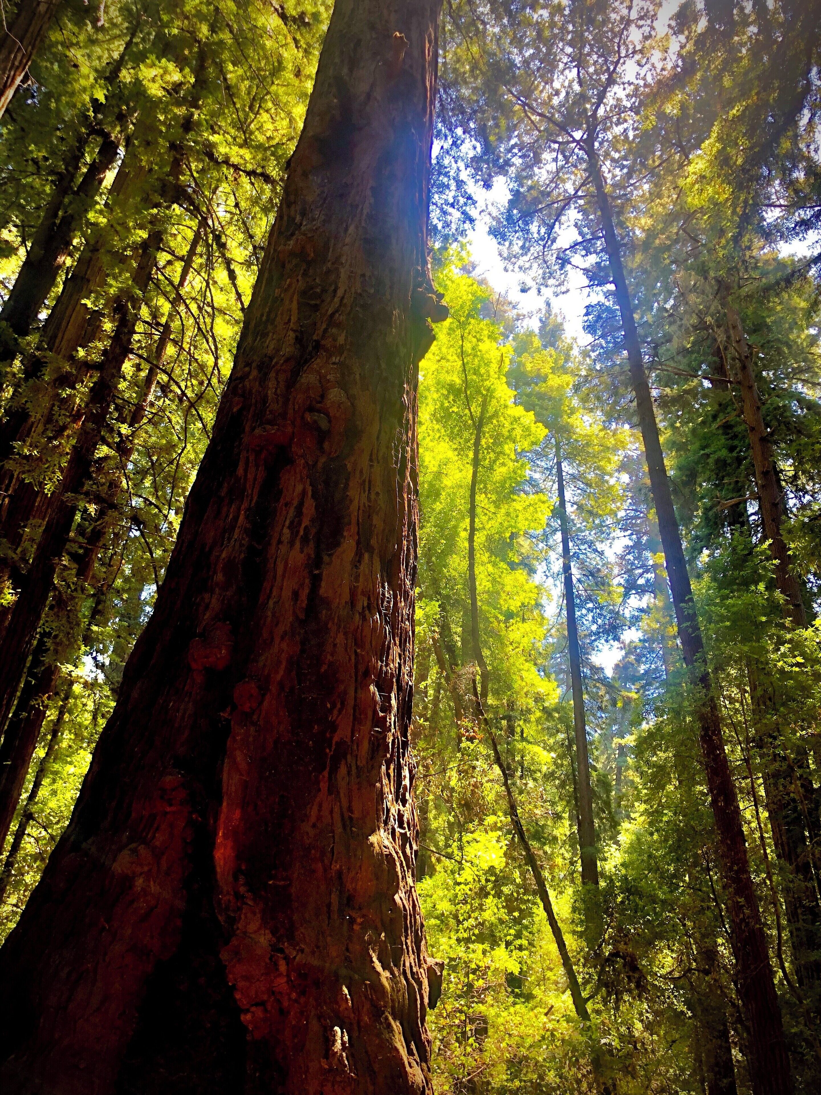 Beautiful Redwoods in sunny California