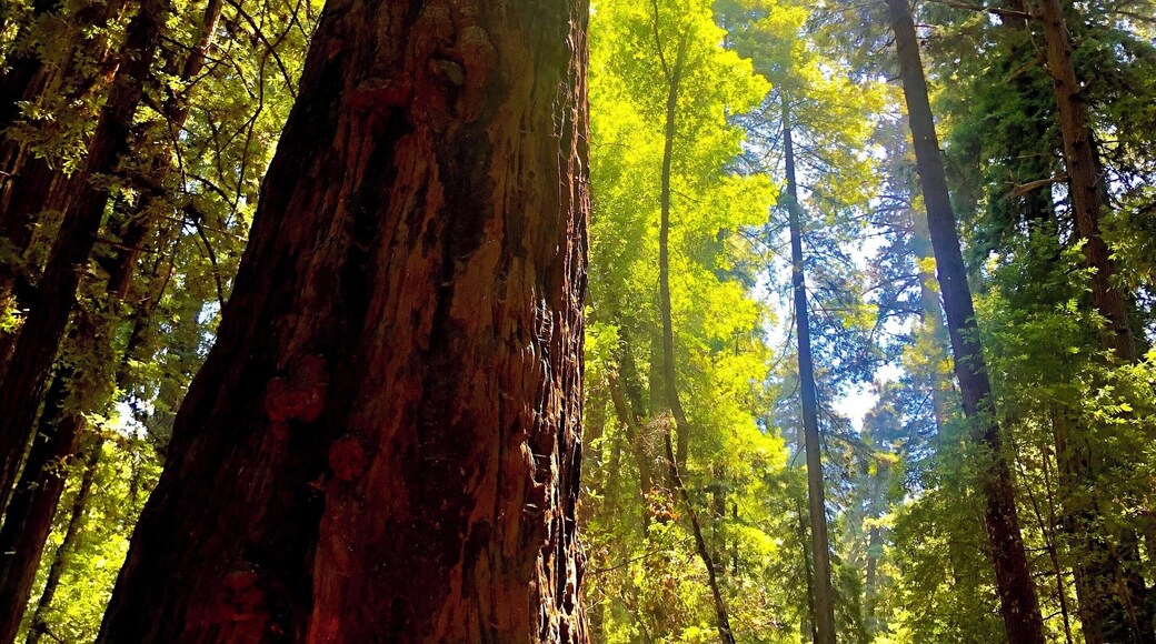 Beautiful Redwoods in sunny California